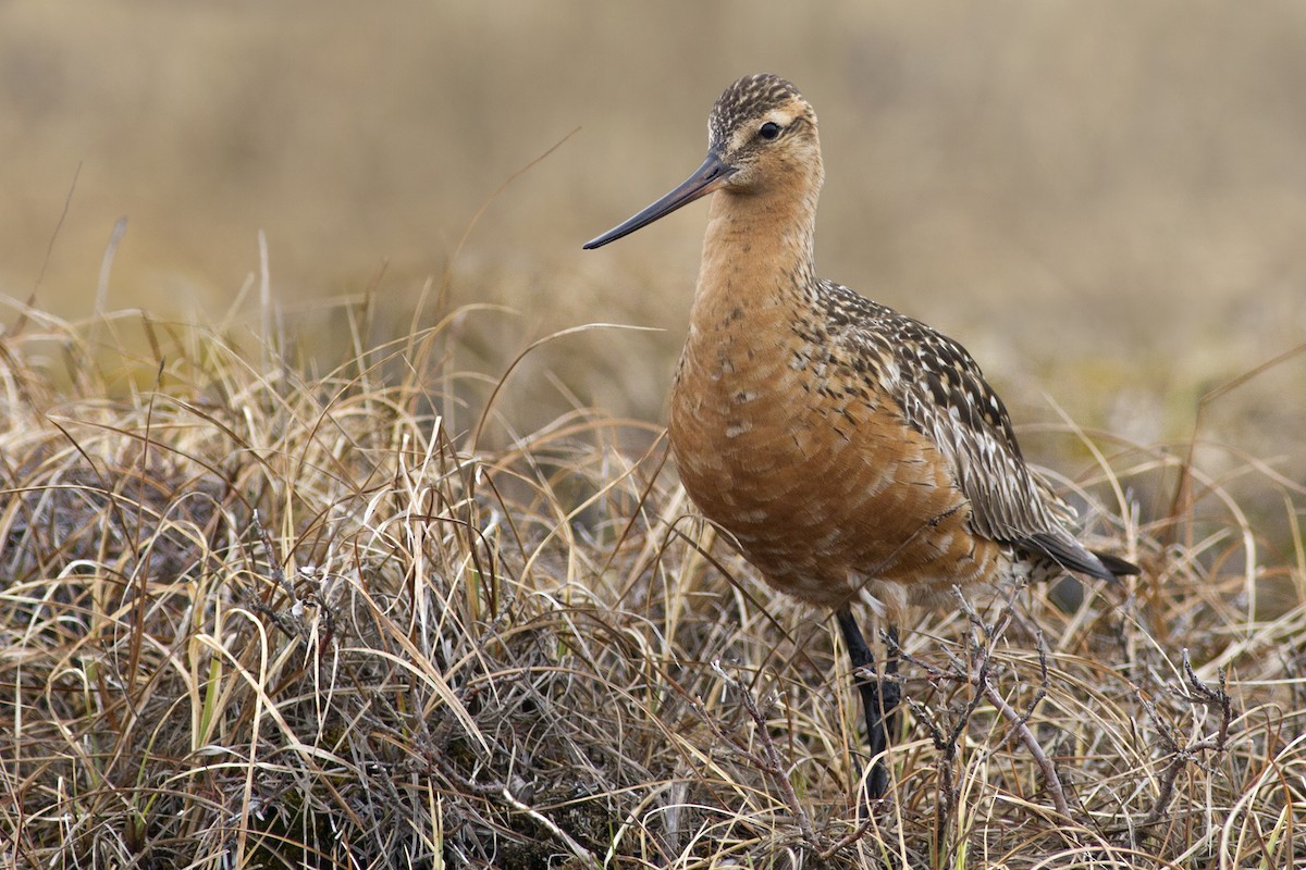 Bar-tailed Godwit - ML227711811