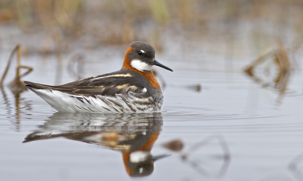 Red-necked Phalarope - ML227712021