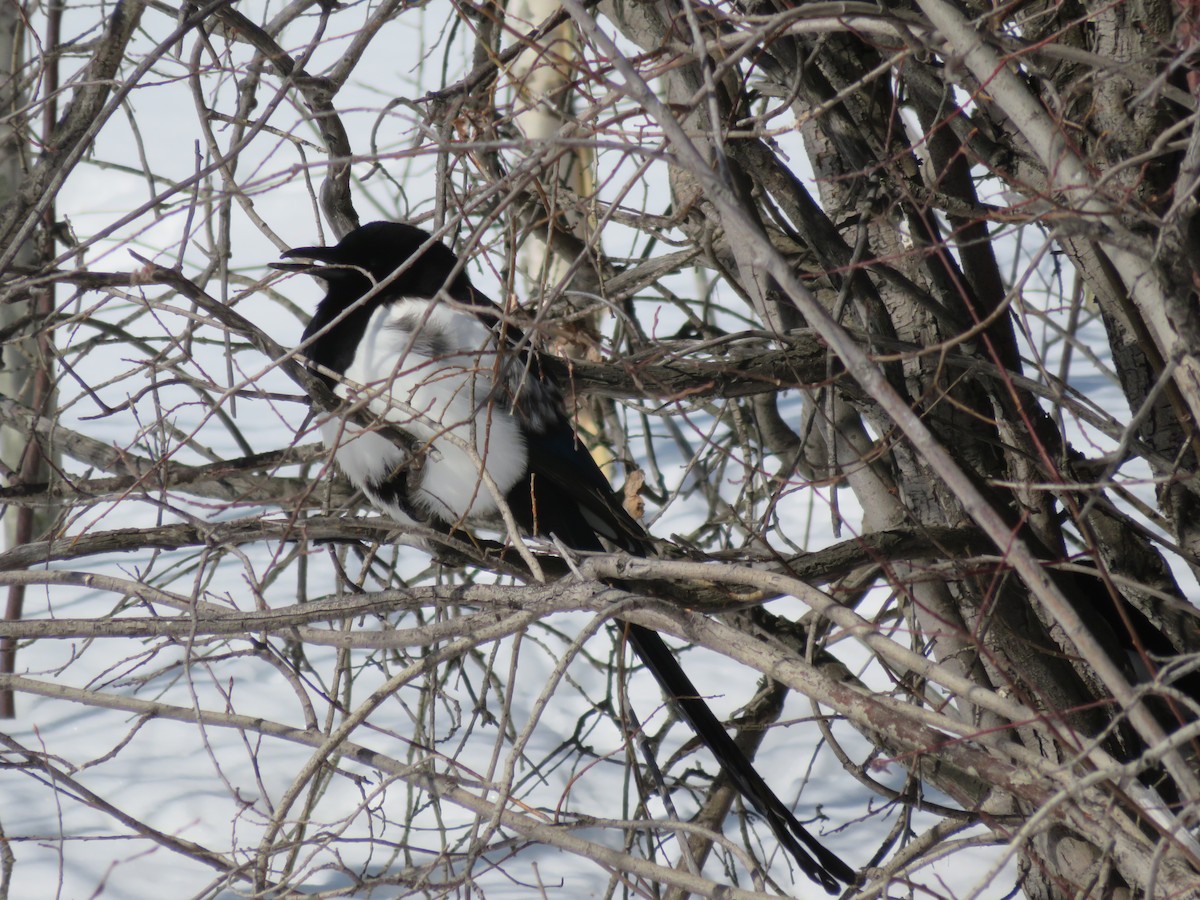 Black-billed Magpie - ML227713691