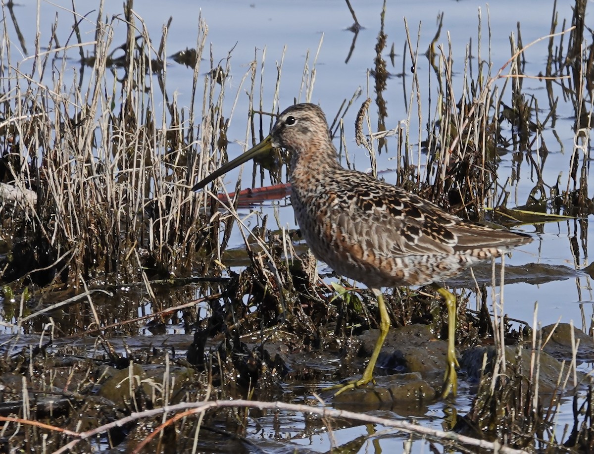 Long-billed Dowitcher - ML227715831