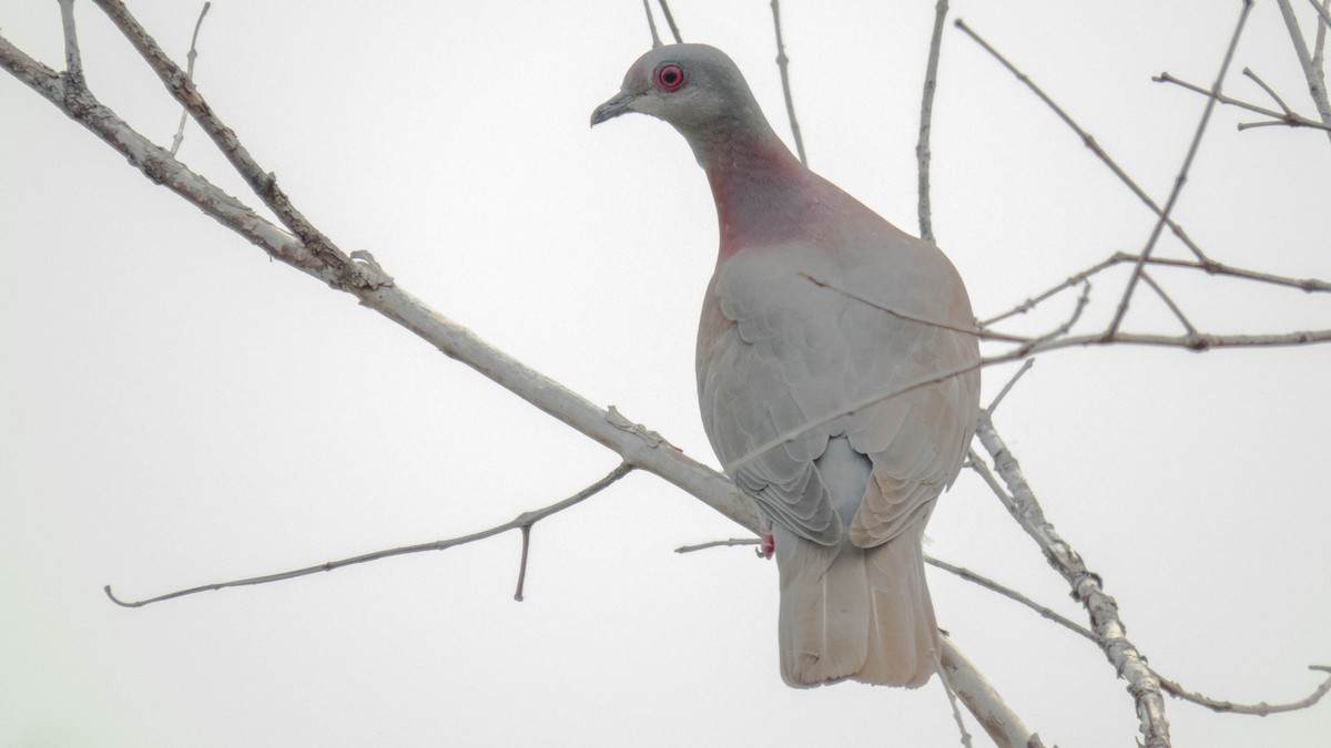 Pale-vented Pigeon - ML227716681