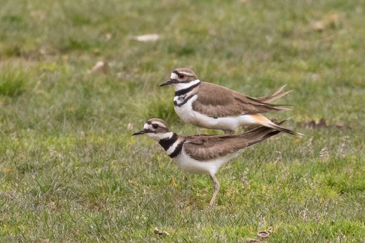 Killdeer - Eric Labato