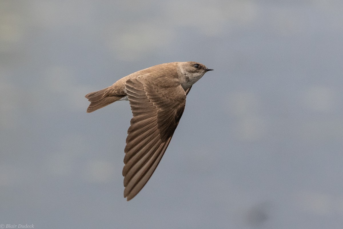 Northern Rough-winged Swallow - ML227717871