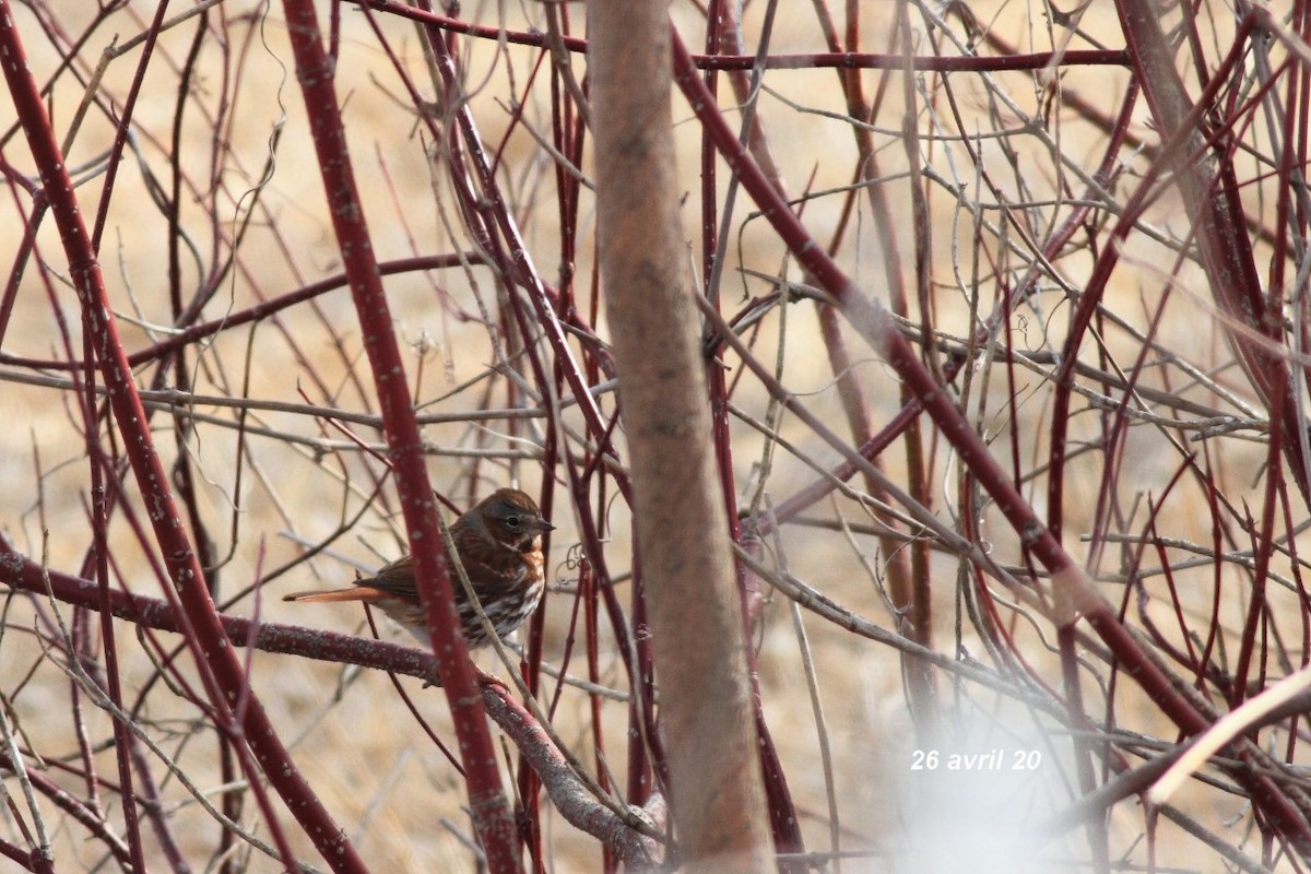 Fox Sparrow - ML227718711
