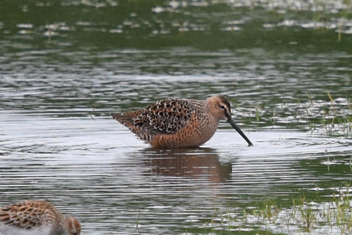 Long-billed Dowitcher - ML227719071