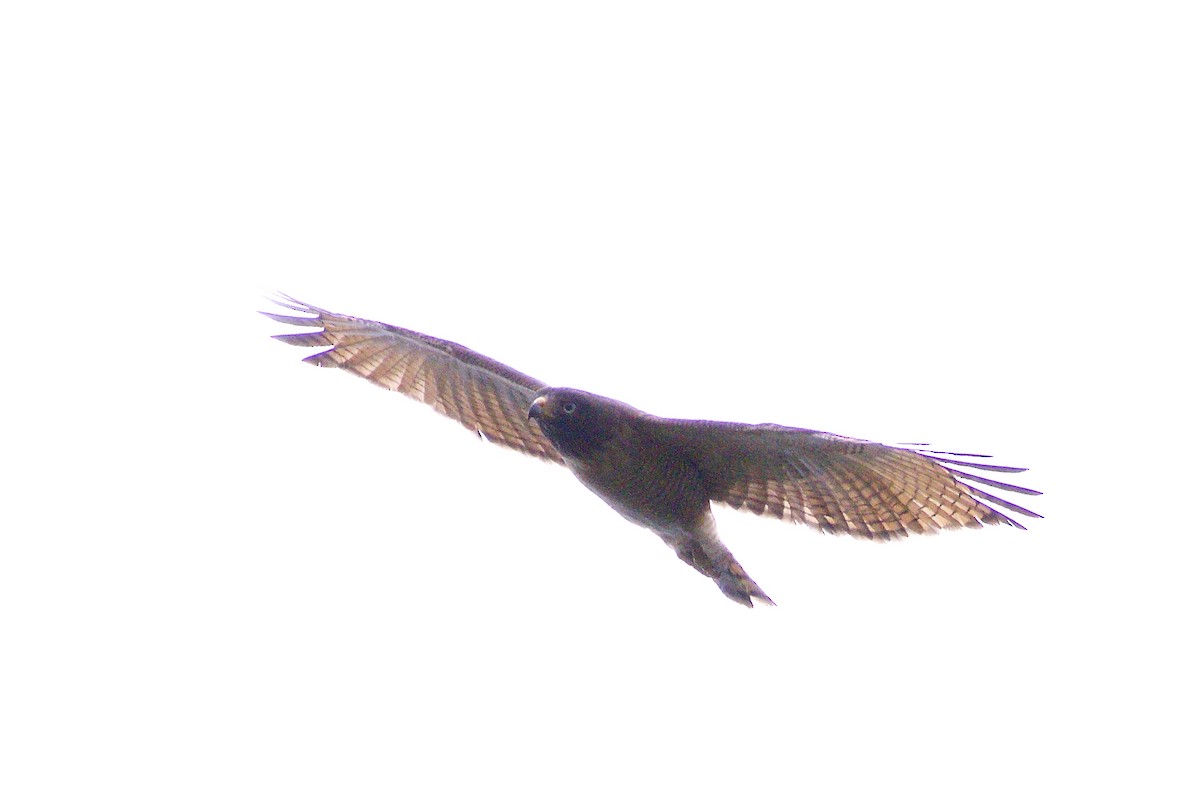 Roadside Hawk - Jeanne Verhulst