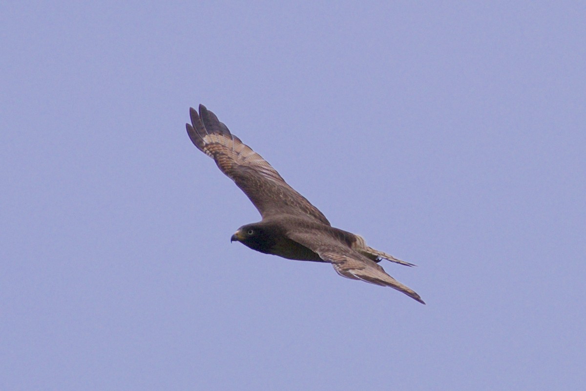 Roadside Hawk - Jeanne Verhulst