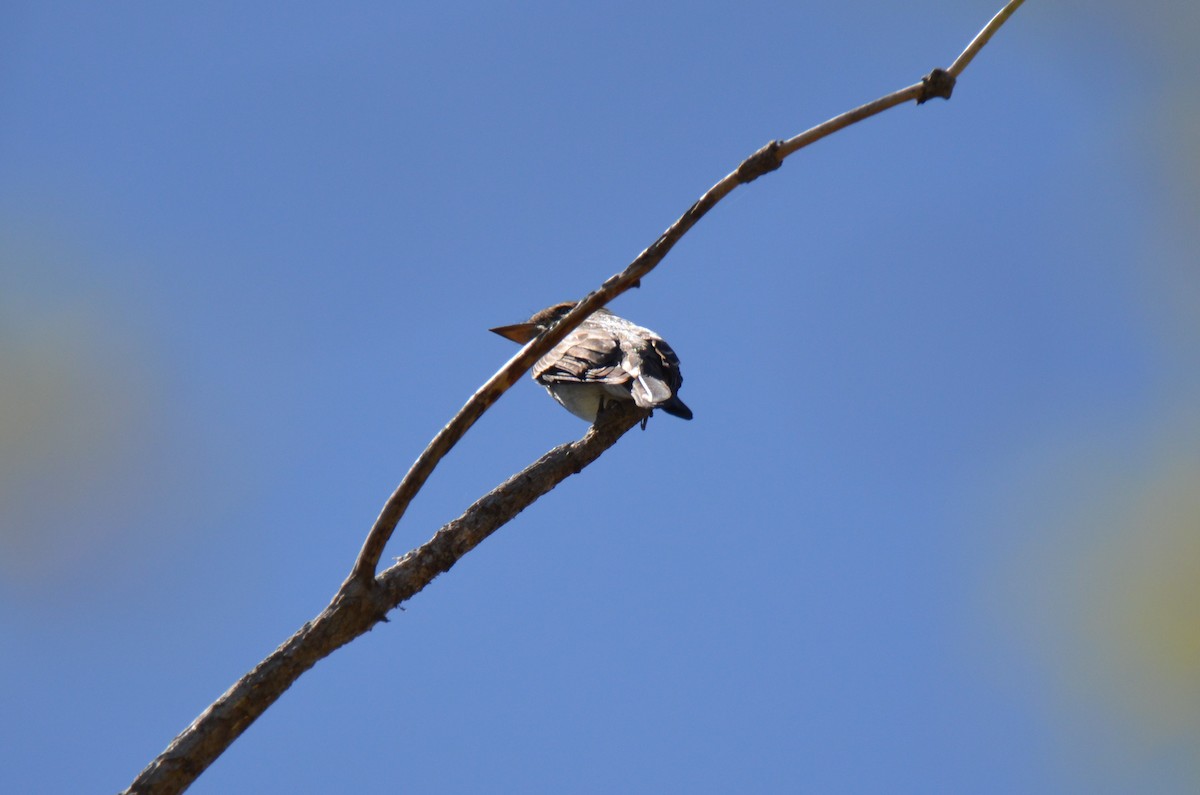 Western Wood-Pewee - ML227720271