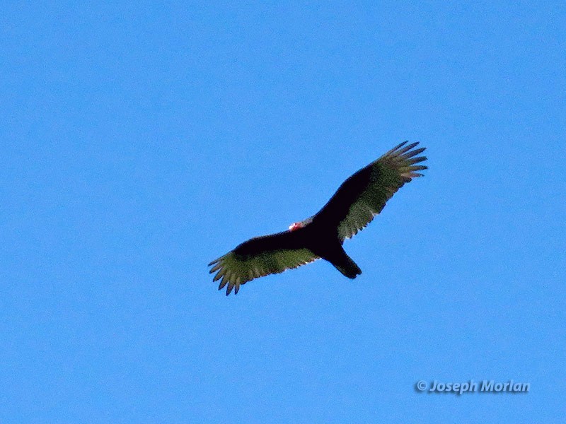 Urubu à tête rouge - ML227720831