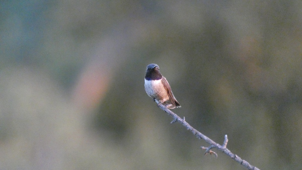Black-chinned Hummingbird - ML227722501