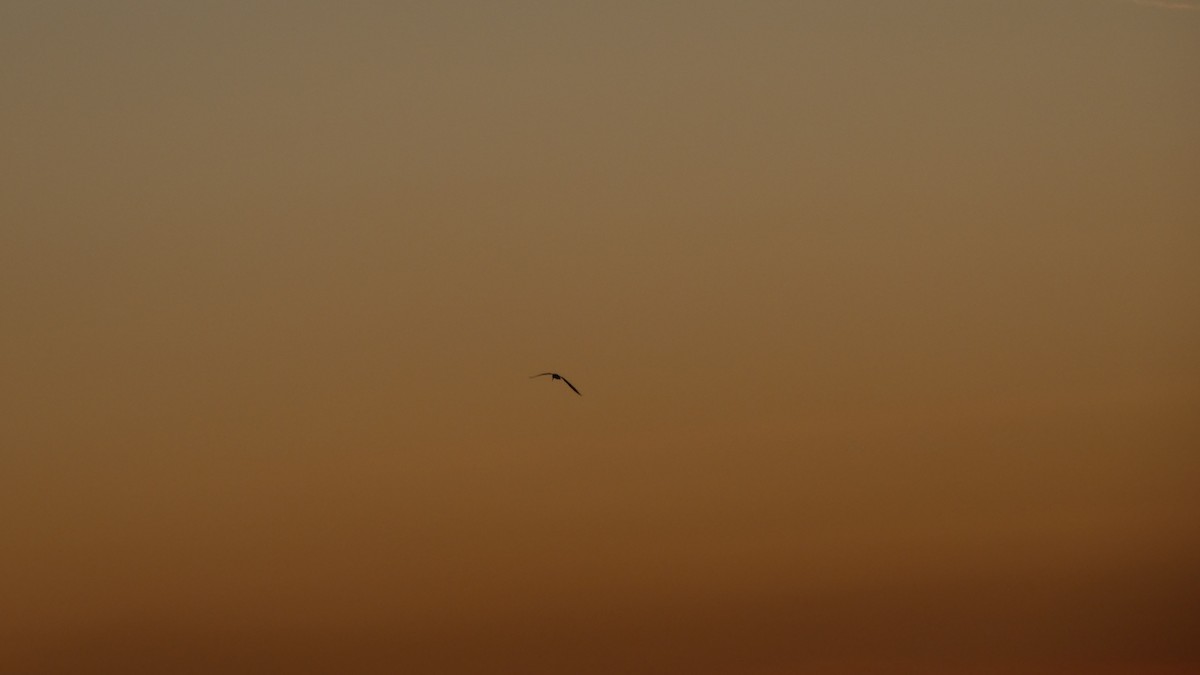 Caspian Tern - ML227722741