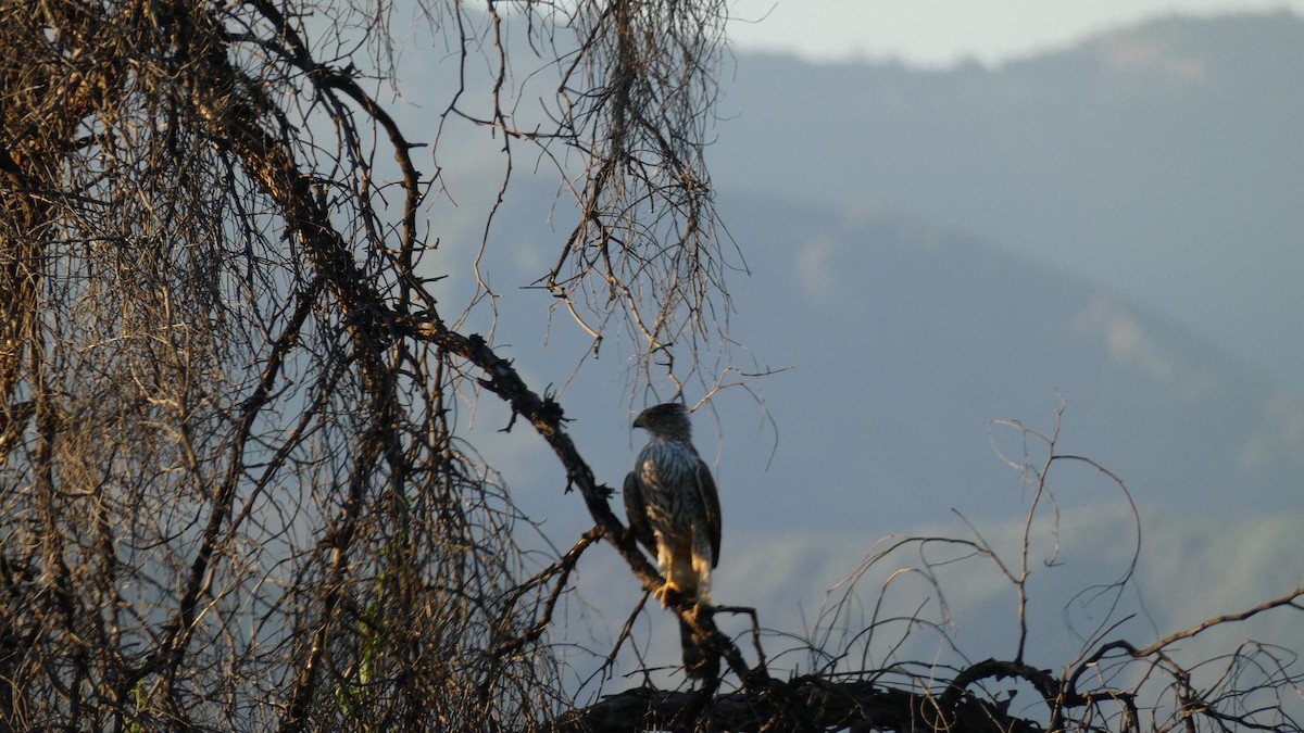 Cooper's Hawk - ML227723471