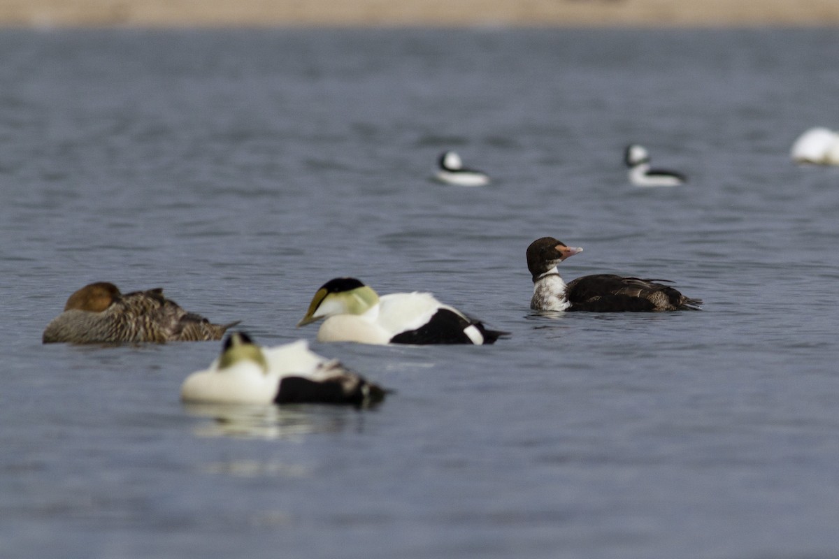 King Eider - Jacob Drucker