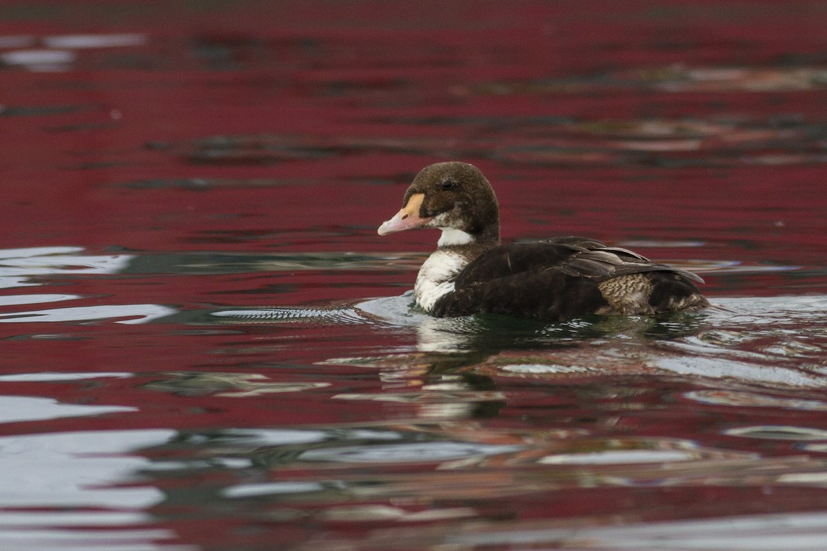 King Eider - ML227723611