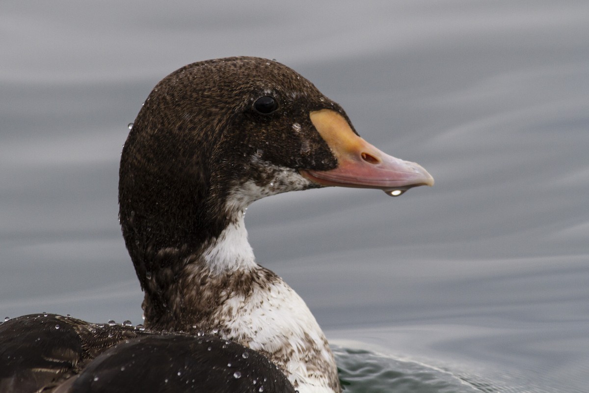 King Eider - ML227723751