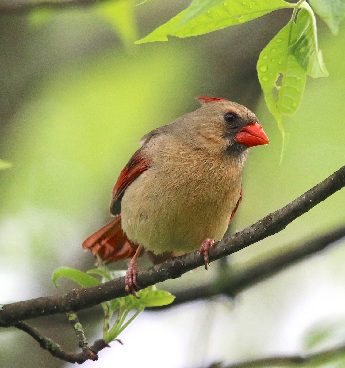 Cardinal rouge - ML227724821