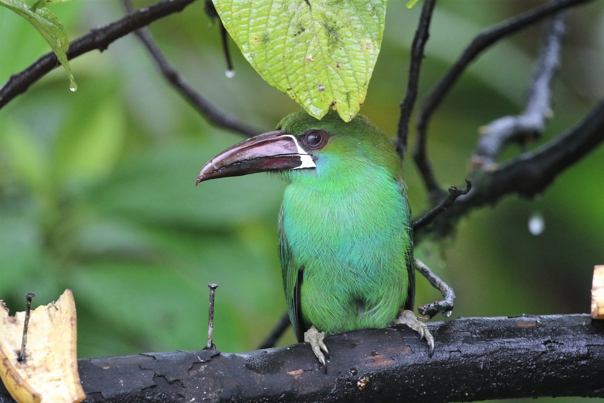 Crimson-rumped Toucanet - ML227725231