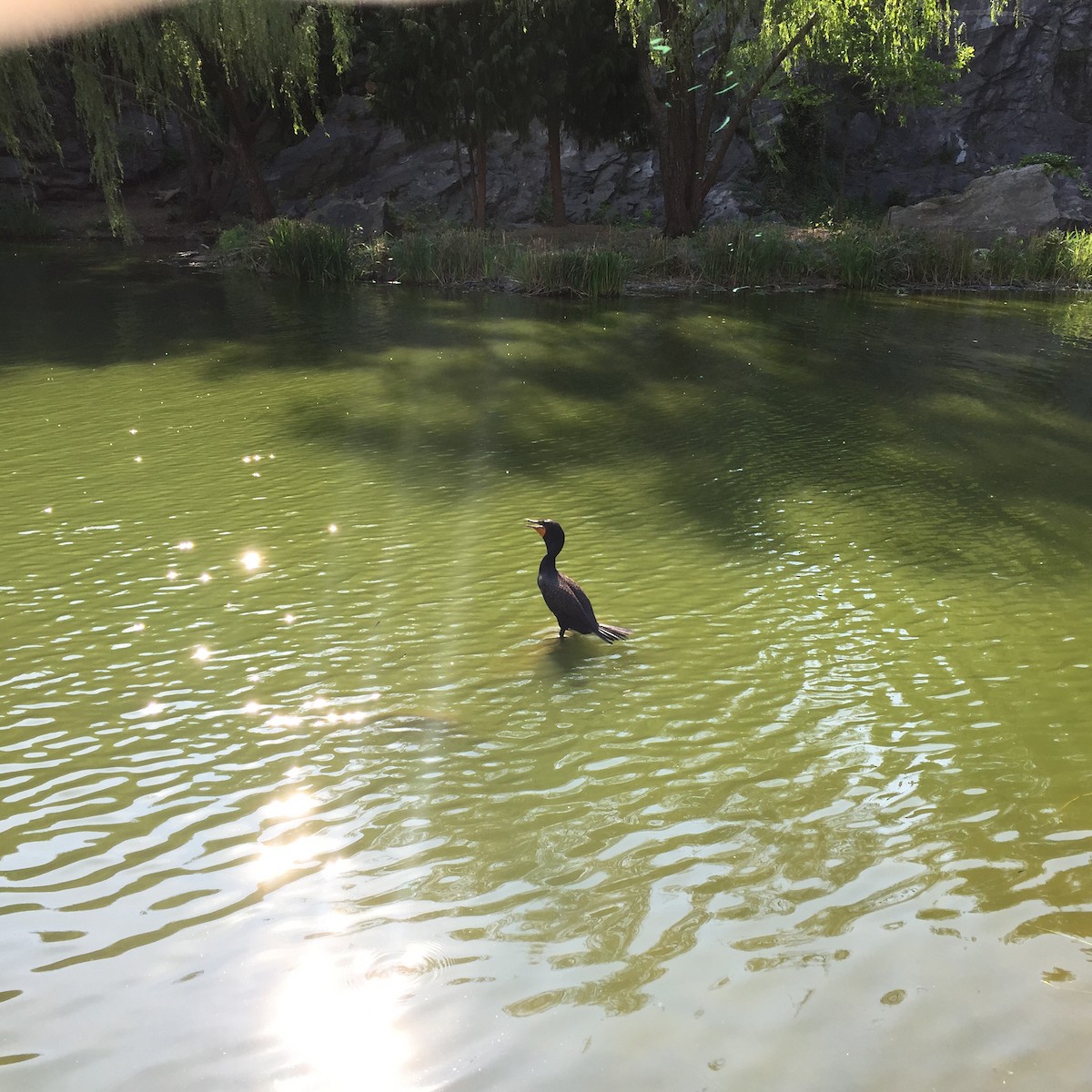 Double-crested Cormorant - ML227725721