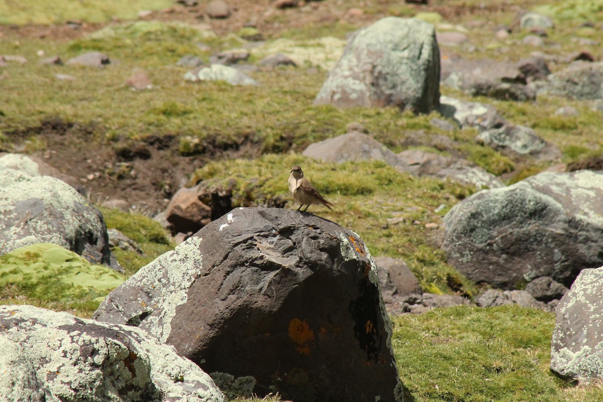 Buff-breasted Earthcreeper - ML227727971