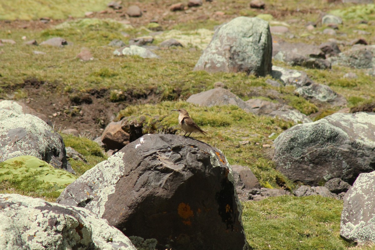 Buff-breasted Earthcreeper - ML227727981