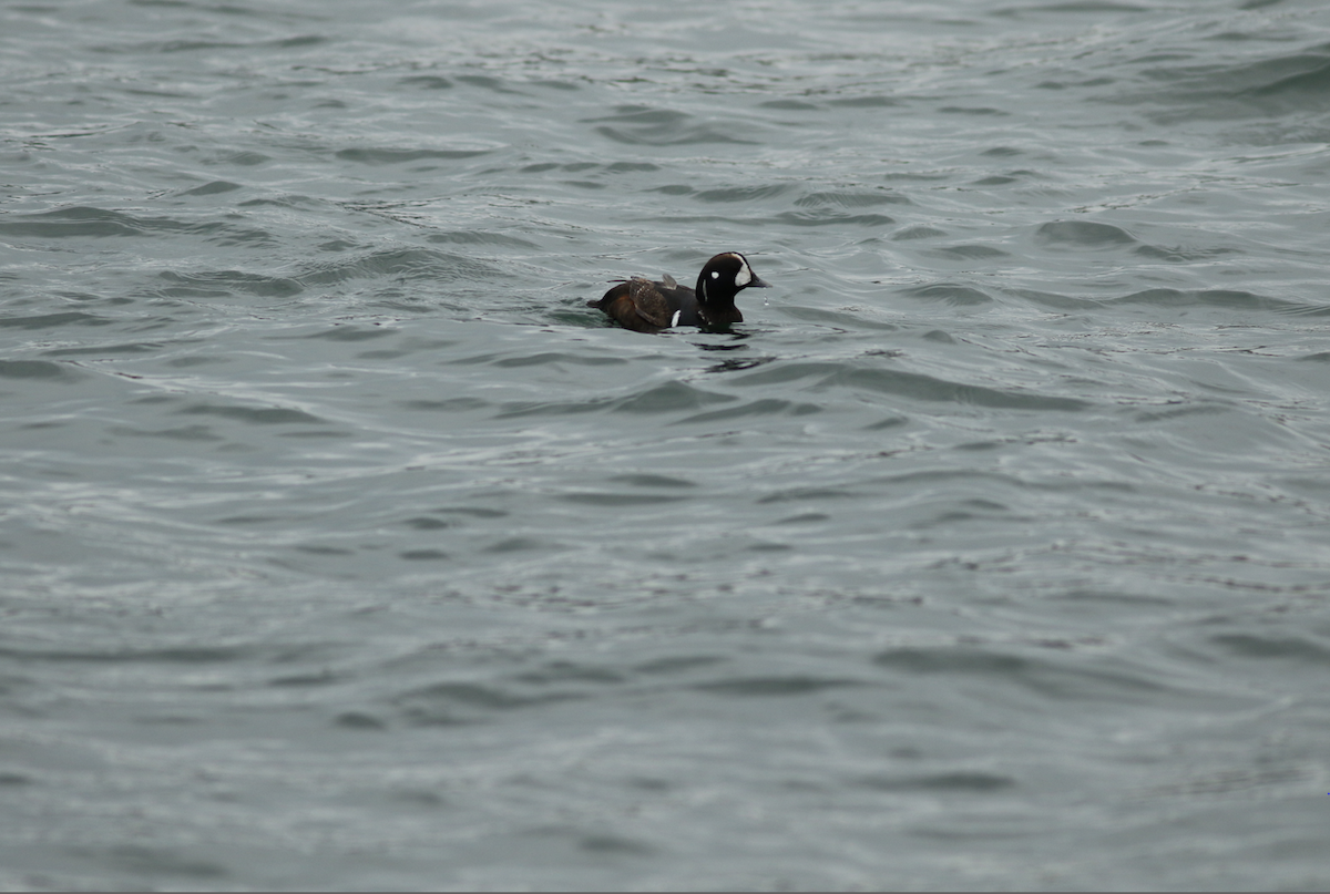 Harlequin Duck - ML227729761