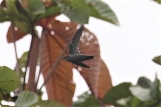 Grey-rumped Swift (occidentalis) - eBird