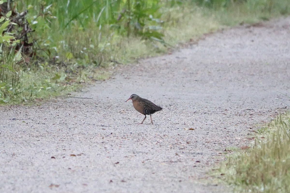 Virginia Rail - ML227730181