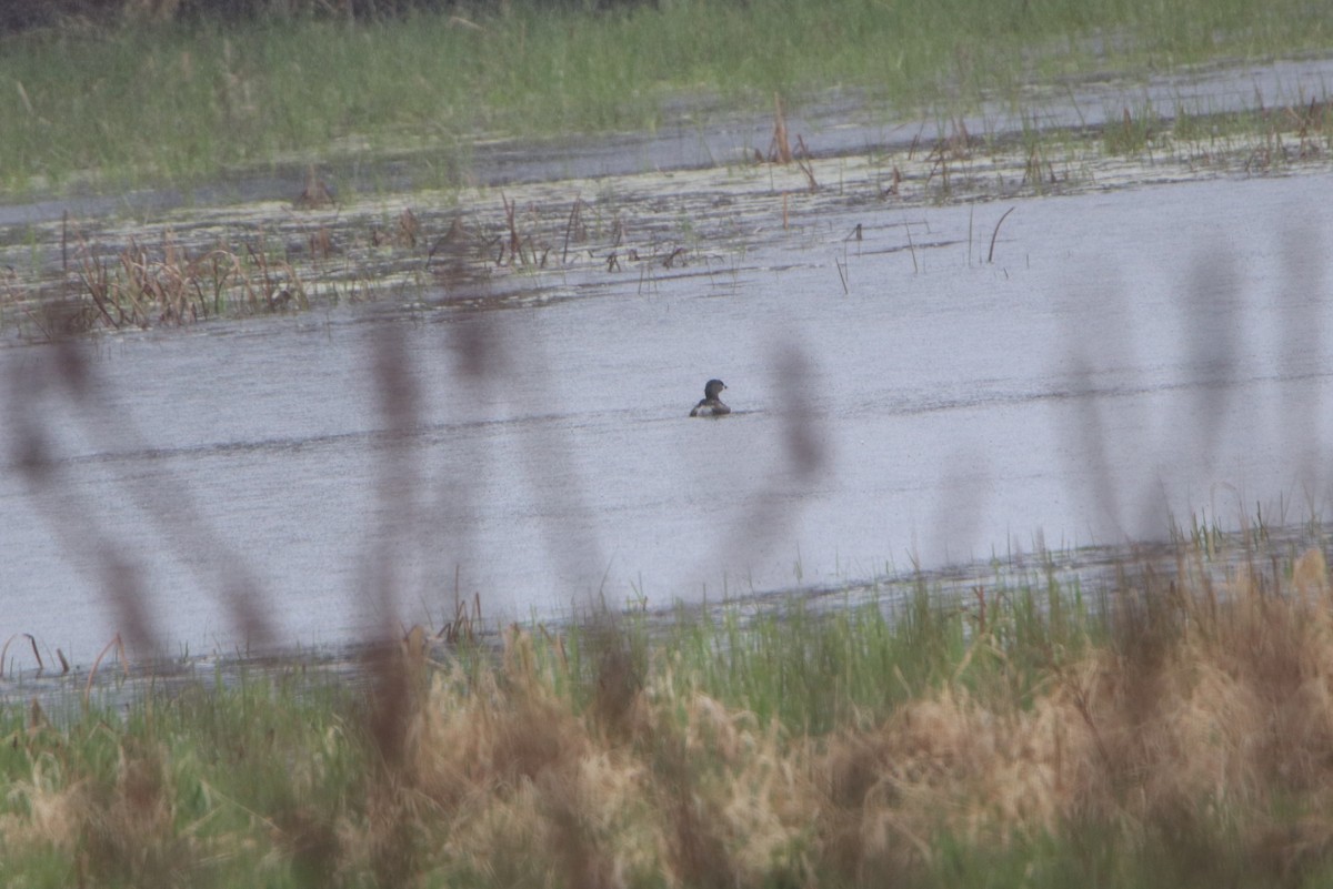 Pied-billed Grebe - ML227730271