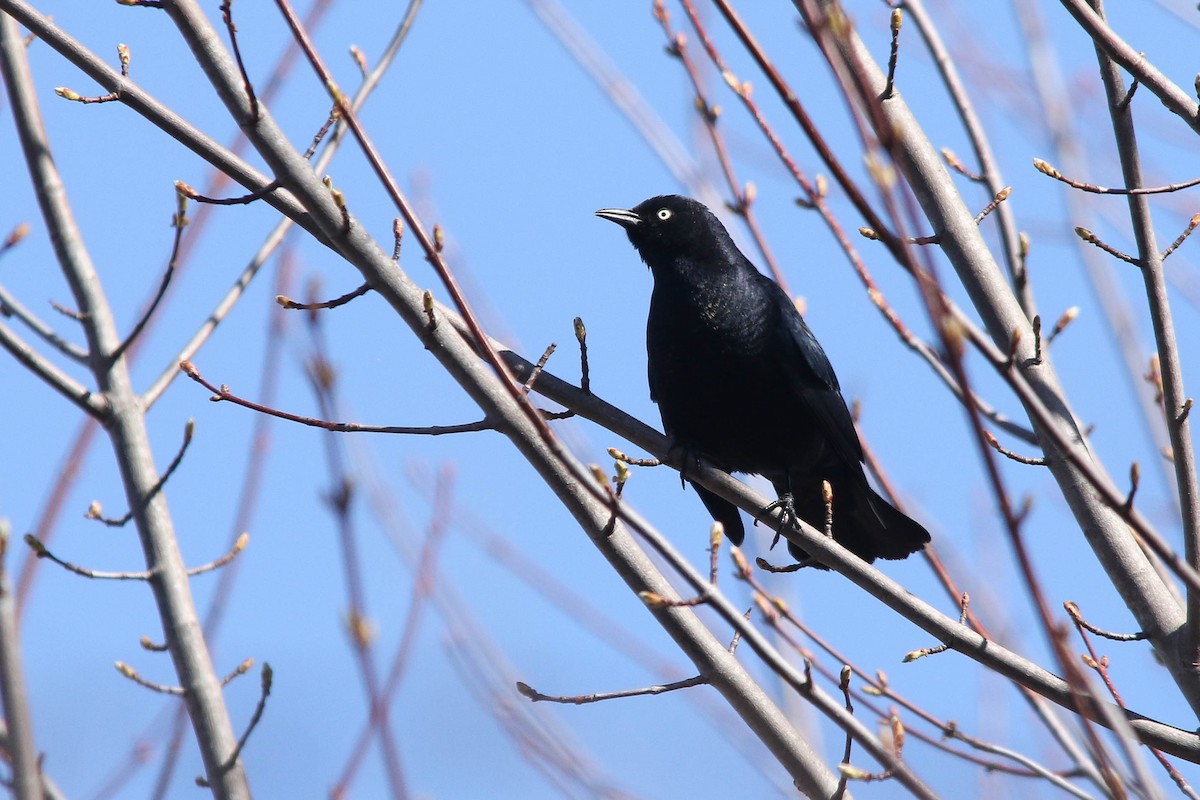 Rusty Blackbird - ML227730281