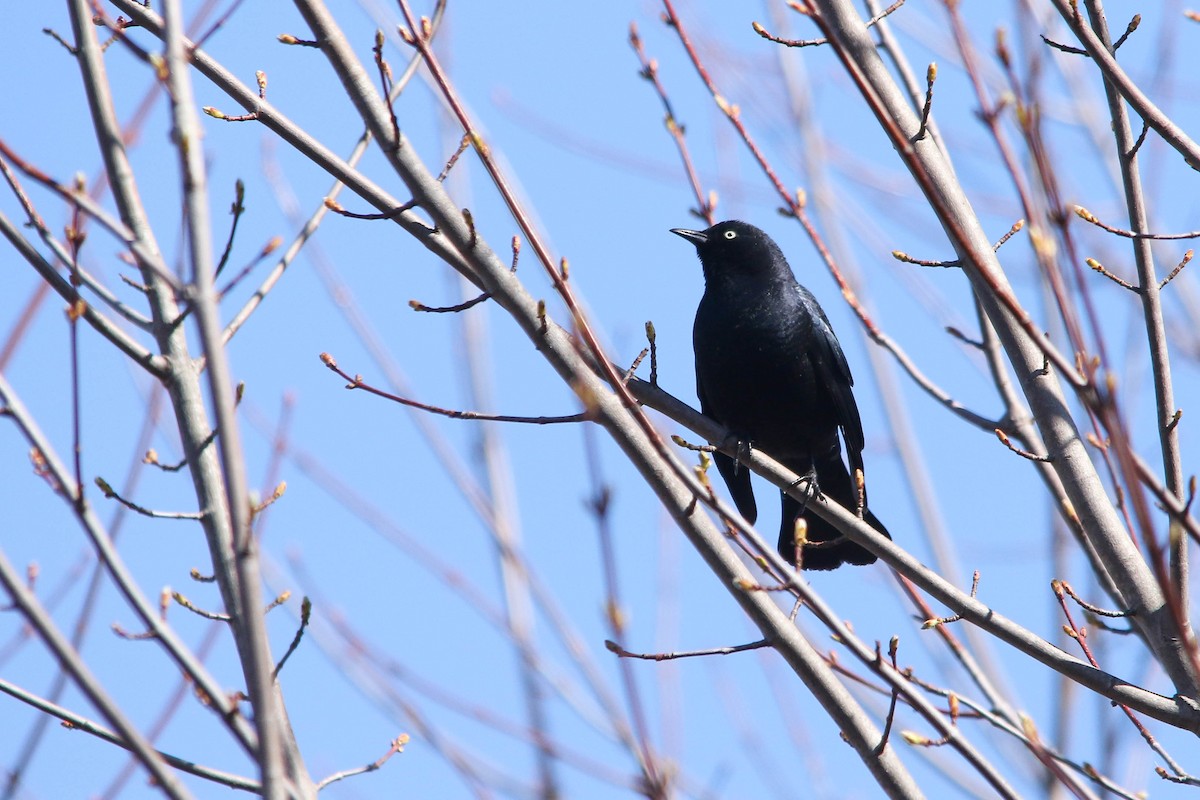 Rusty Blackbird - ML227730291