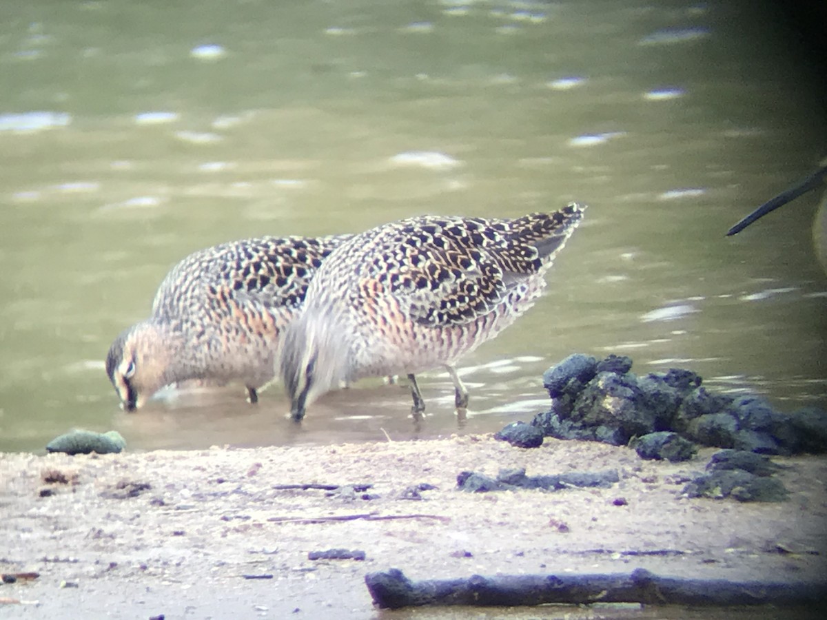 Long-billed Dowitcher - Richard Candler