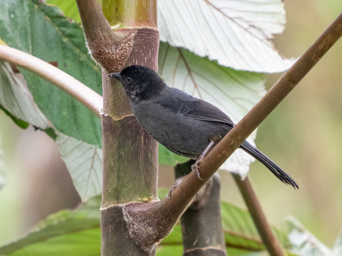 Yellow-thighed Brushfinch - ML227731431