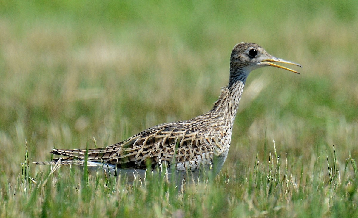 Upland Sandpiper - ML227732371