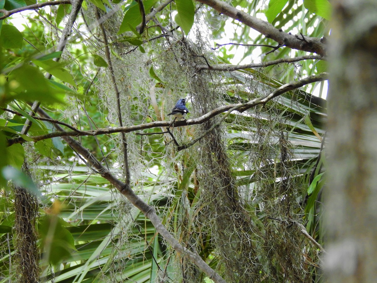 Black-throated Blue Warbler - ML227732741
