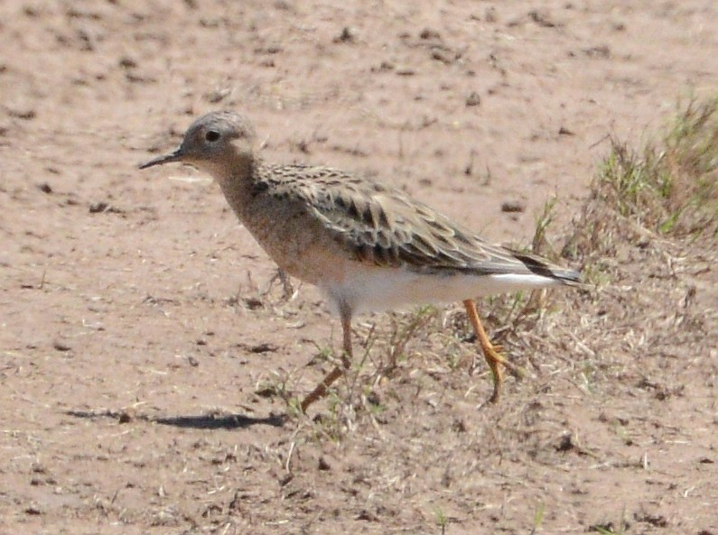 Buff-breasted Sandpiper - ML227733541