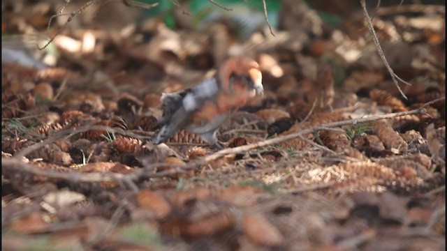 Ak Kanatlı Çaprazgaga (leucoptera) - ML227733591