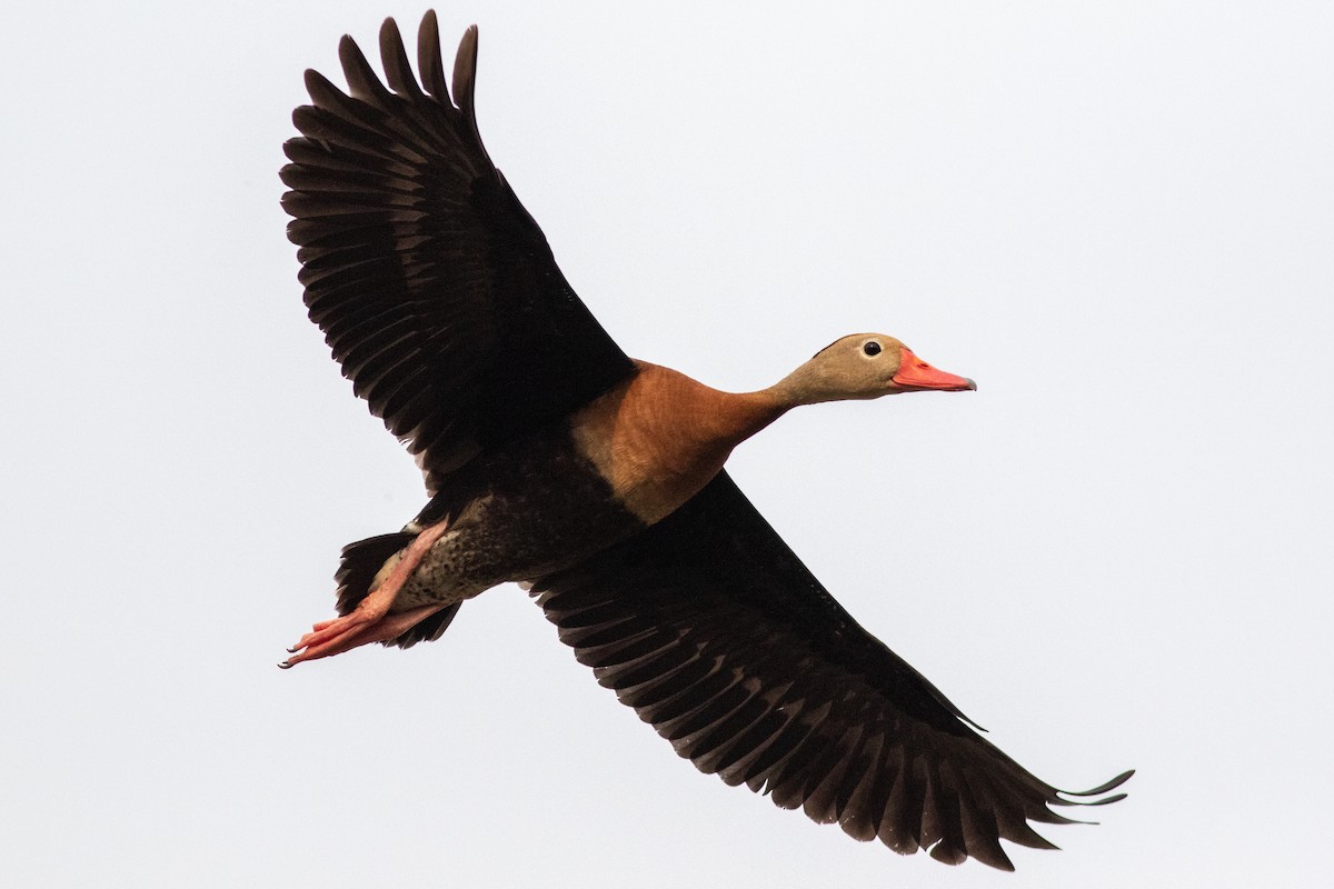 Black-bellied Whistling-Duck - Francis Canto Jr