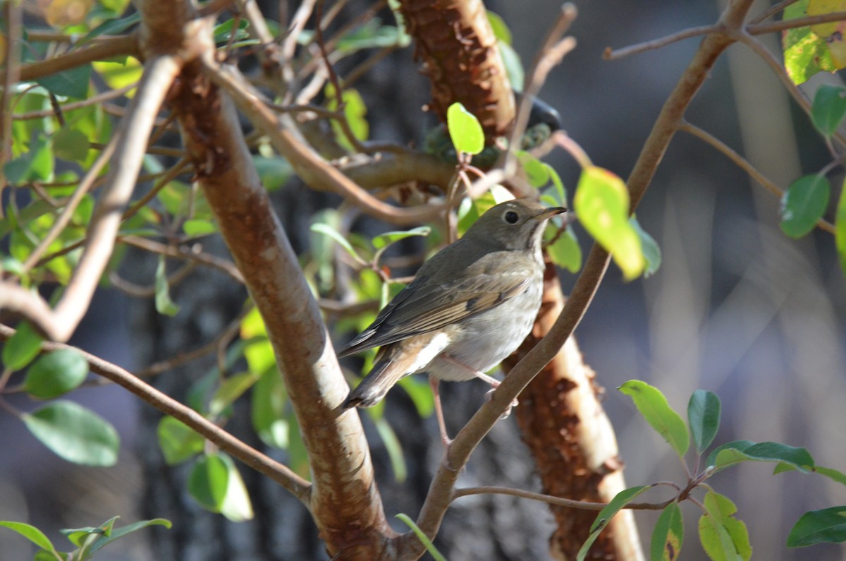 Hermit Thrush (auduboni Group) - Jeff Sexton