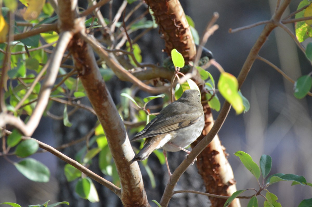 Hermit Thrush (auduboni Group) - ML227735431