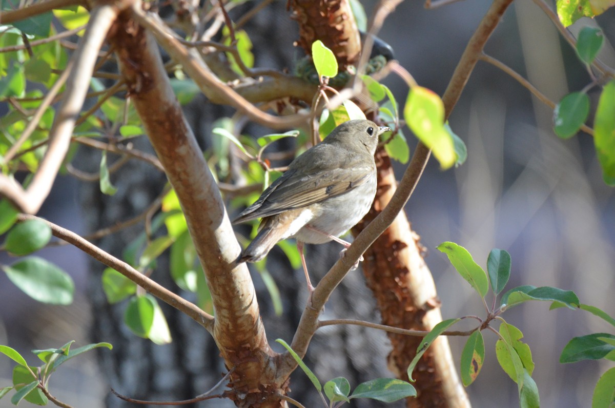 Hermit Thrush (auduboni Group) - ML227735441