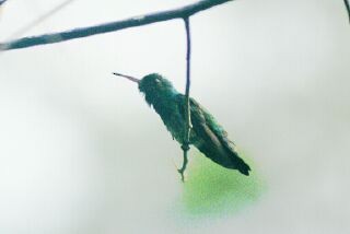 kolibřík modrobradý - ML227736271