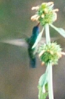 kolibřík modrobradý - ML227736311