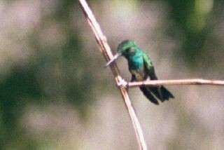 kolibřík modrobradý - ML227736321