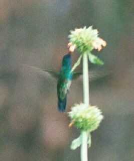 Mavi Gıdılı Kolibri - ML227736341