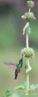 kolibřík modrobradý - ML227736351