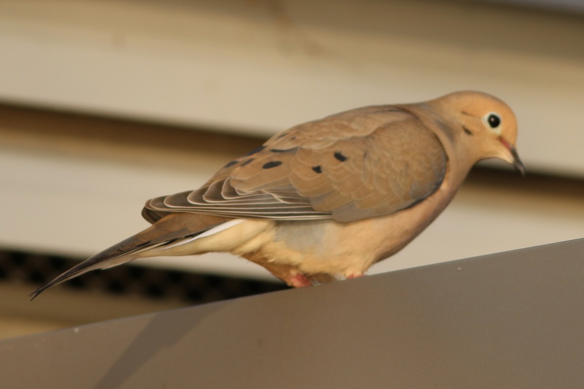 Mourning Dove - Jeff Kunitzer