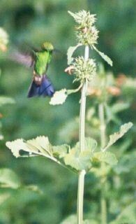 Copper-rumped Hummingbird - Daniel Lebbin