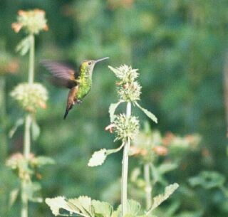 Copper-rumped Hummingbird - Daniel Lebbin