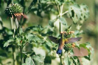 Copper-rumped Hummingbird - Daniel Lebbin
