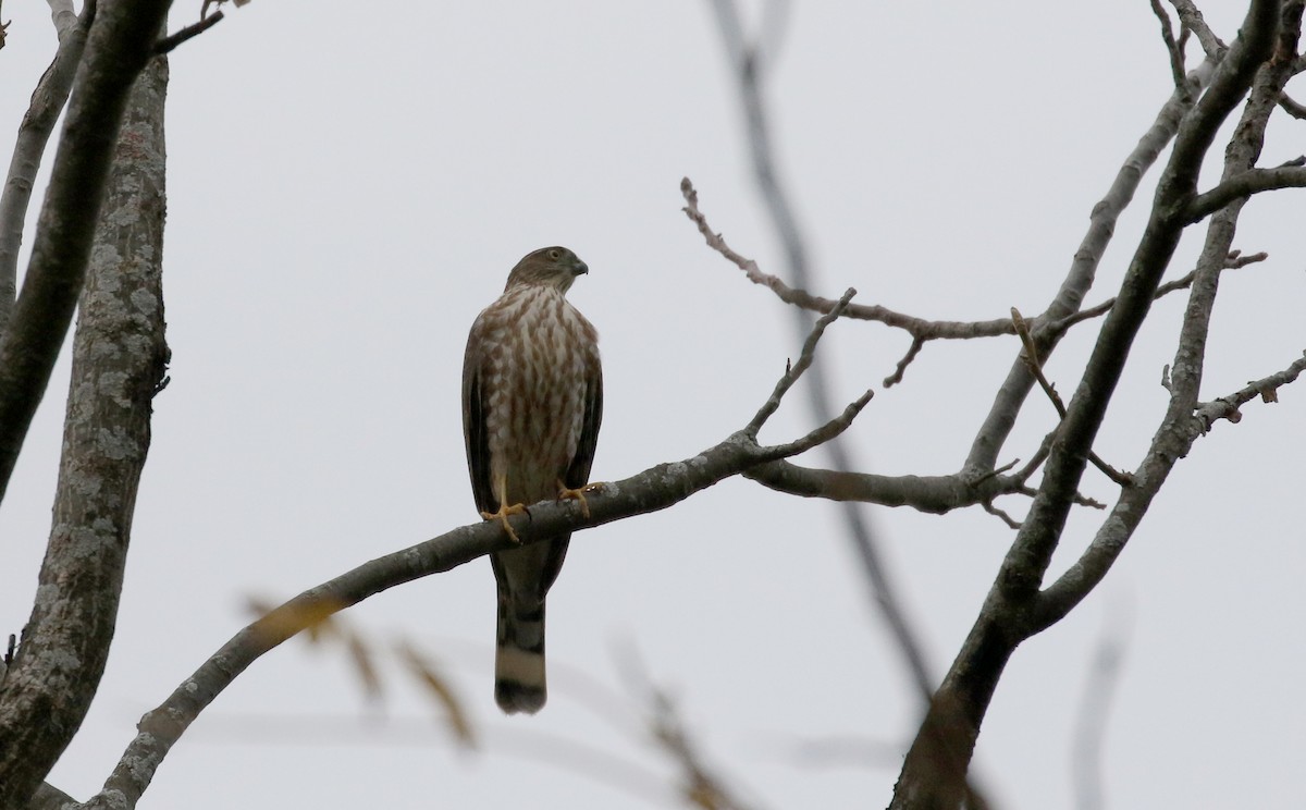 Sharp-shinned Hawk (Northern) - Jay McGowan